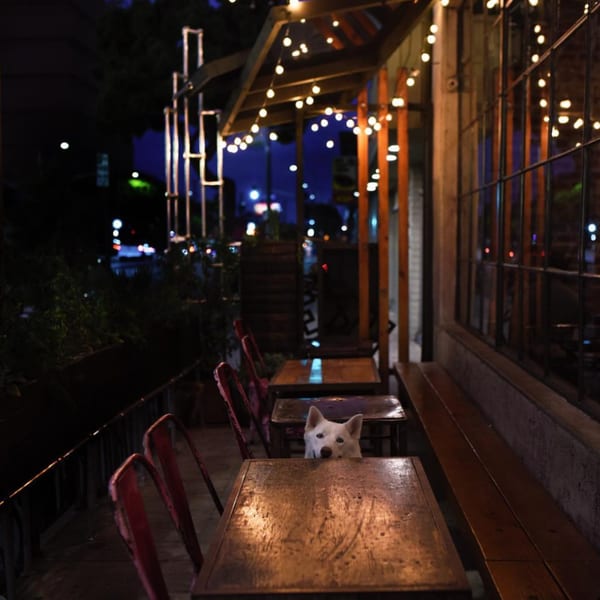 A white dog peeks over a wooden table on a cafe patio lit by string lights at night.
